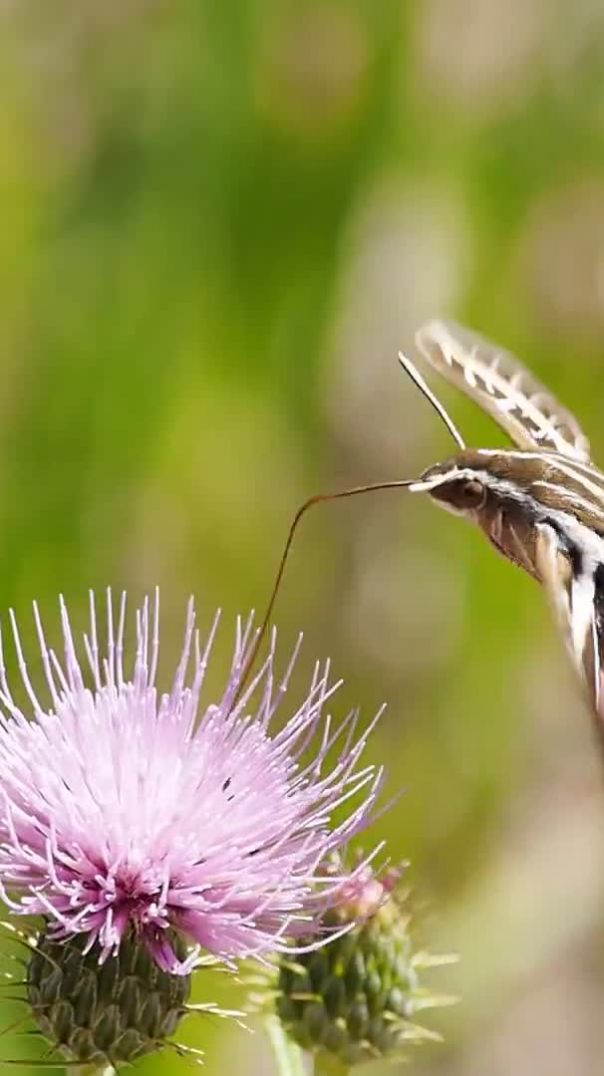 butterfly_nectar_feeding_moth_beak_689