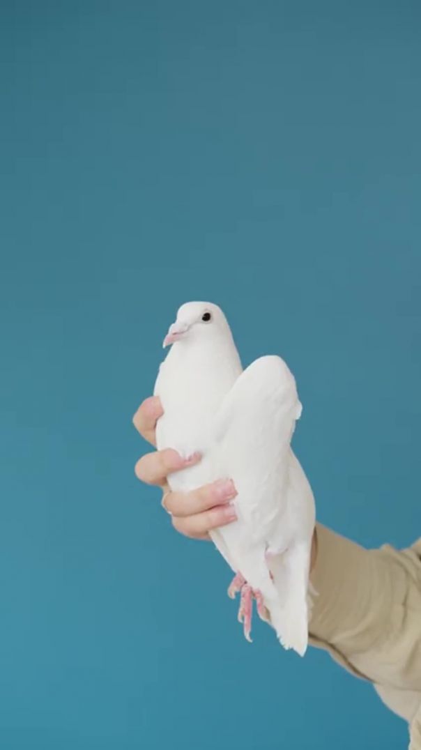 bird in the hand