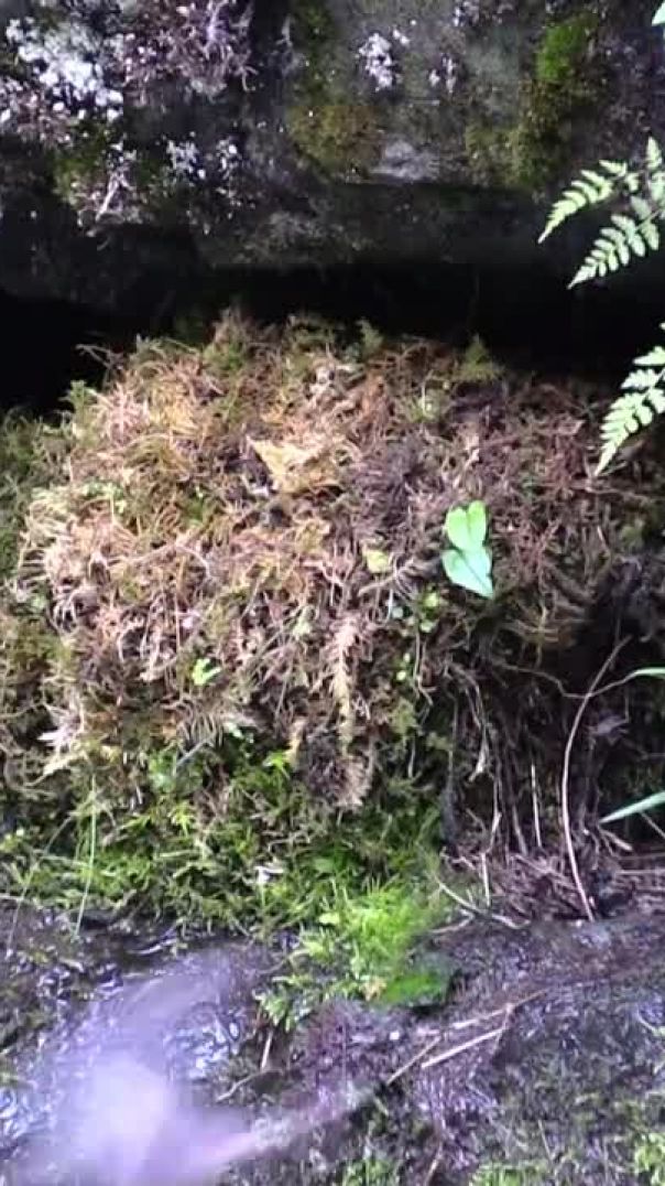 dipper_chicks_feeding_bird_songbird_962