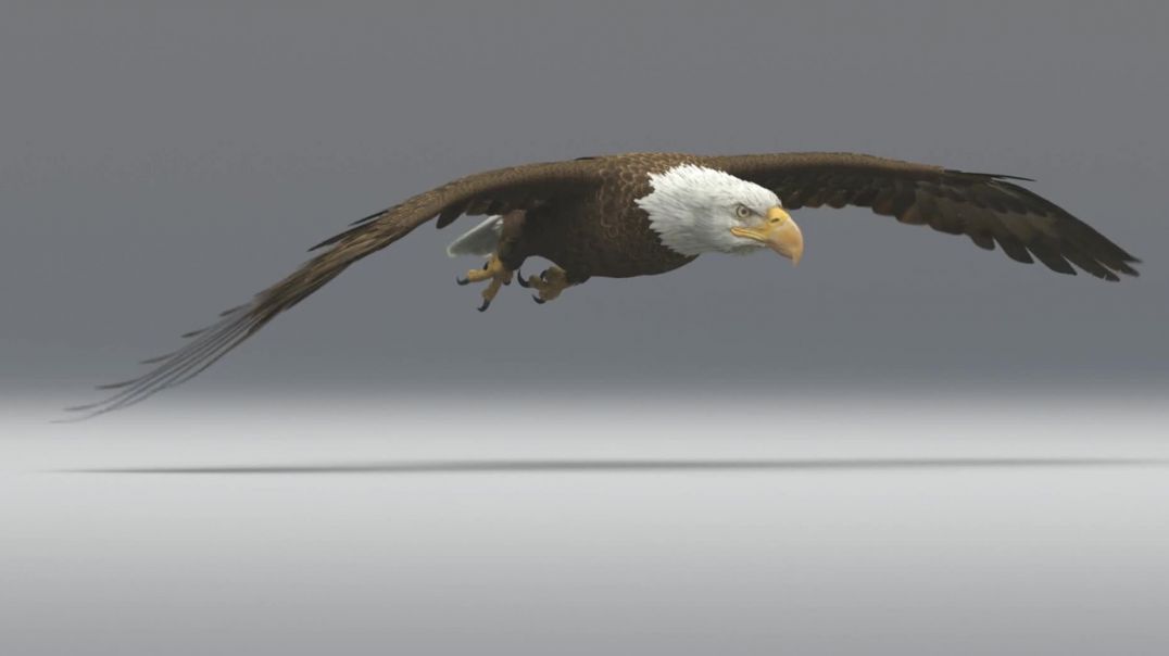 eagle flyng 3d