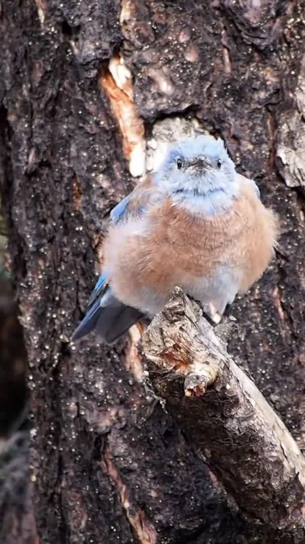 western_bluebird_bird_perched_tree_684